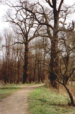 Eichen am Eingang des Lützschenaer Schlossparks