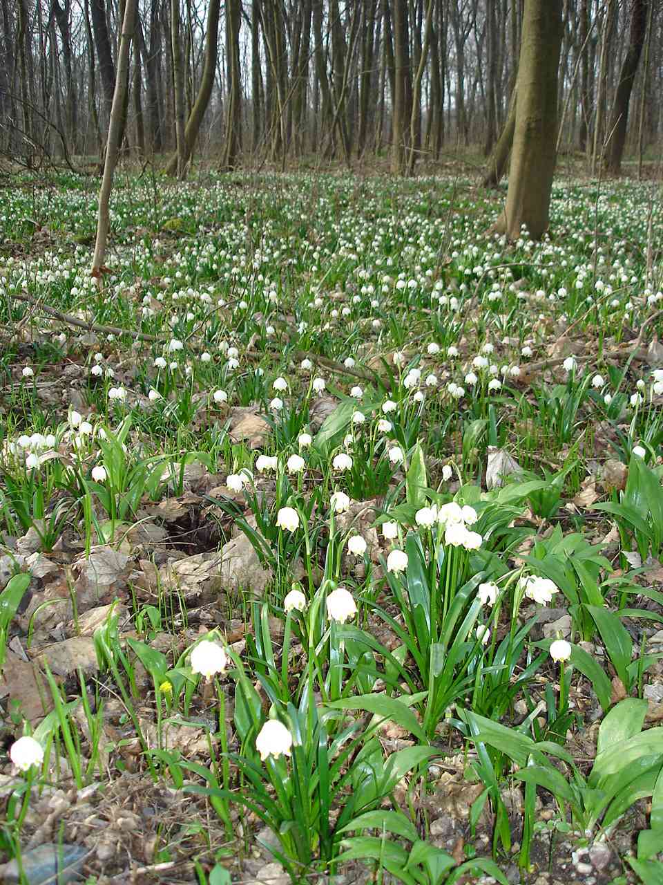 Märzenbecher blühen im Schlosspark